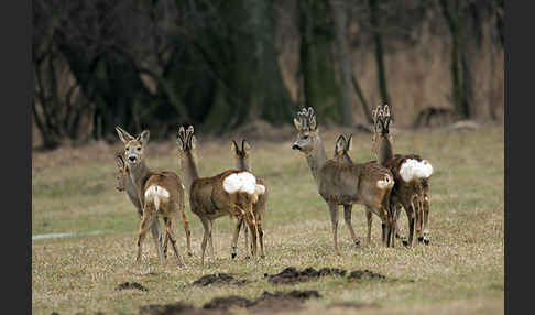 Rehwild (Capreolus capreolus)