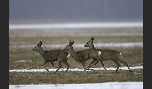 Rehwild (Capreolus capreolus)