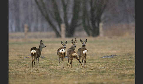 Rehwild (Capreolus capreolus)