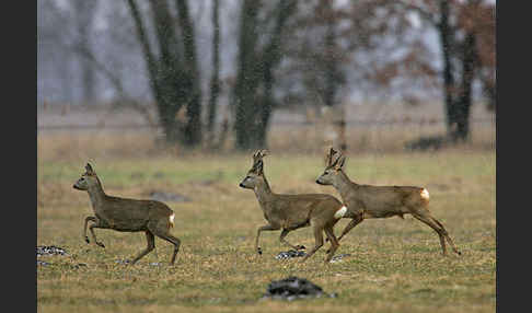 Rehwild (Capreolus capreolus)