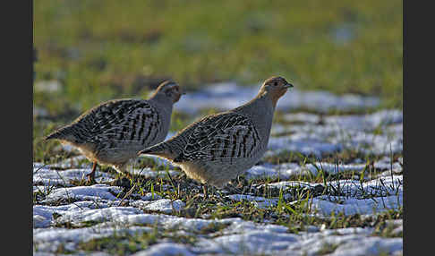 Rebhuhn (Perdix perdix)