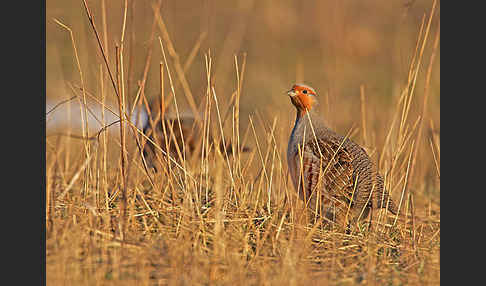 Rebhuhn (Perdix perdix)