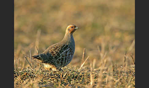 Rebhuhn (Perdix perdix)