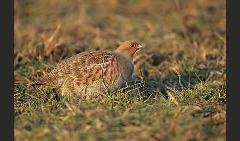 Rebhuhn (Perdix perdix)