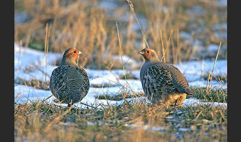 Rebhuhn (Perdix perdix)