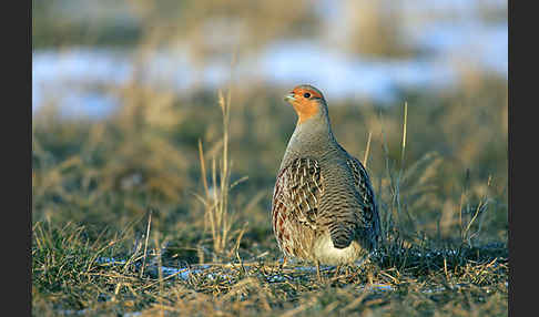 Rebhuhn (Perdix perdix)