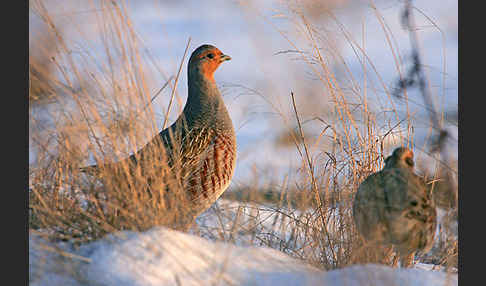 Rebhuhn (Perdix perdix)