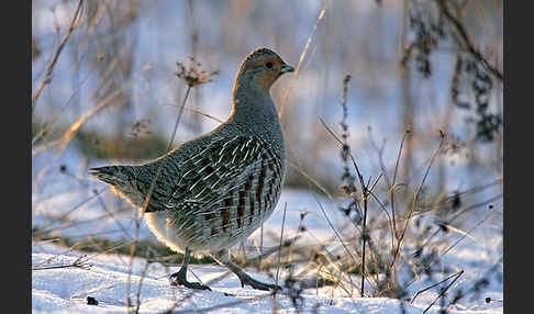 Rebhuhn (Perdix perdix)