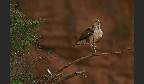 Habichtsadler (Aquila fasciata)