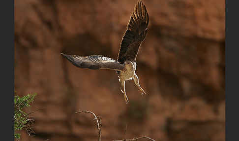 Habichtsadler (Aquila fasciata)