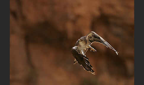 Habichtsadler (Aquila fasciata)