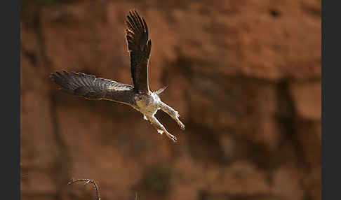 Habichtsadler (Aquila fasciata)