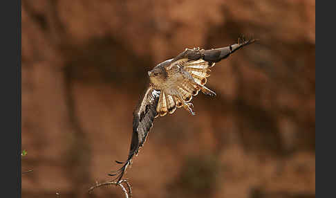 Habichtsadler (Aquila fasciata)