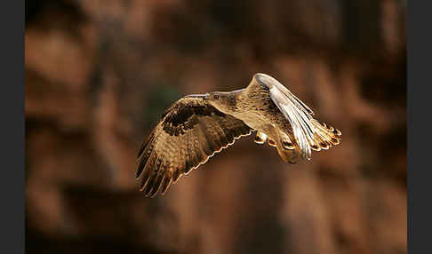 Habichtsadler (Aquila fasciata)