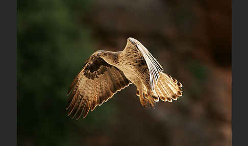 Habichtsadler (Aquila fasciata)