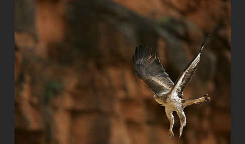 Habichtsadler (Aquila fasciata)