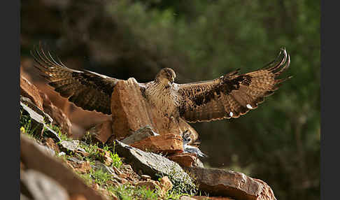 Habichtsadler (Aquila fasciata)