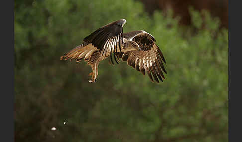 Habichtsadler (Aquila fasciata)