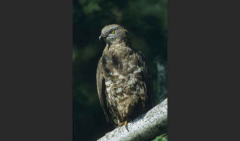 Wespenbussard (Pernis apivorus)