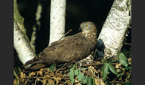 Wespenbussard (Pernis apivorus)