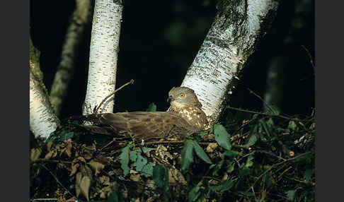 Wespenbussard (Pernis apivorus)