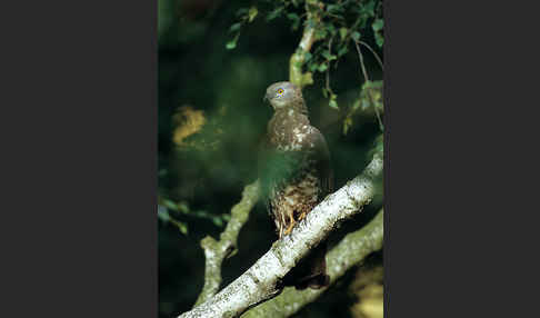 Wespenbussard (Pernis apivorus)