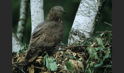 Wespenbussard (Pernis apivorus)