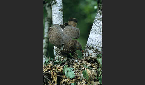 Wespenbussard (Pernis apivorus)