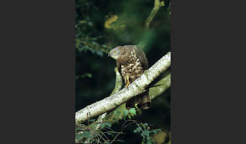 Wespenbussard (Pernis apivorus)