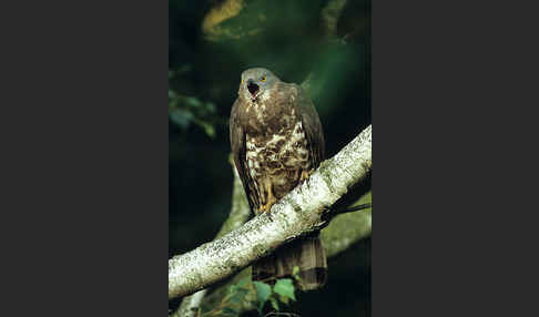 Wespenbussard (Pernis apivorus)