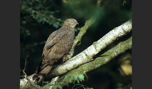 Wespenbussard (Pernis apivorus)