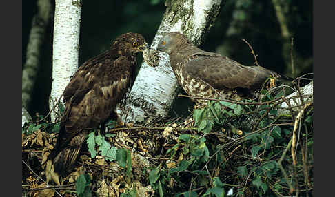 Wespenbussard (Pernis apivorus)