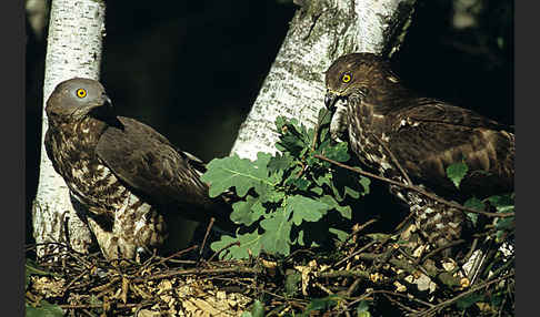 Wespenbussard (Pernis apivorus)