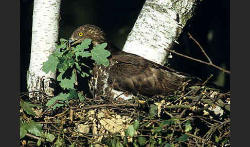 Wespenbussard (Pernis apivorus)