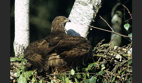 Wespenbussard (Pernis apivorus)