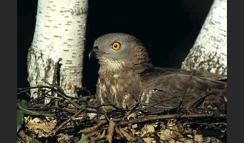 Wespenbussard (Pernis apivorus)