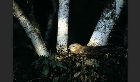 Wespenbussard (Pernis apivorus)