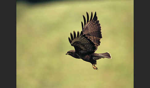 Mäusebussard (Buteo buteo)