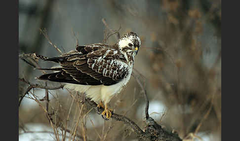 Mäusebussard (Buteo buteo)