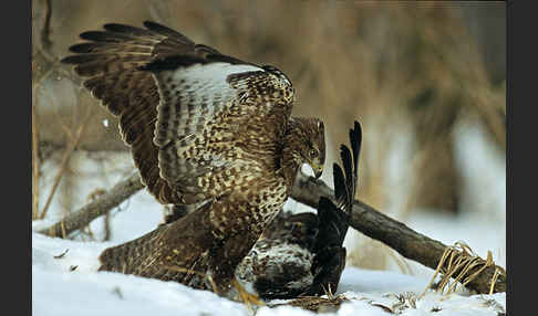 Mäusebussard (Buteo buteo)