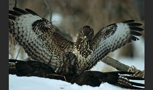 Mäusebussard (Buteo buteo)