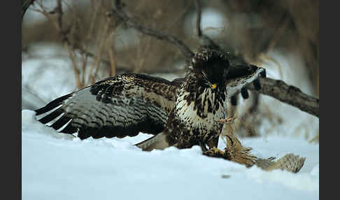 Mäusebussard (Buteo buteo)