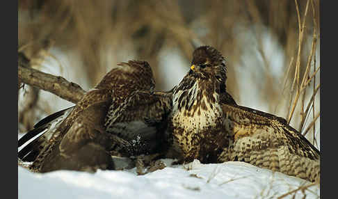 Mäusebussard (Buteo buteo)