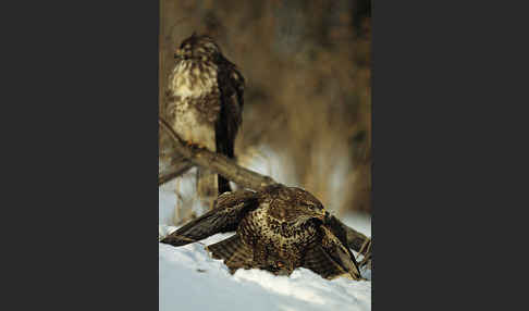 Mäusebussard (Buteo buteo)