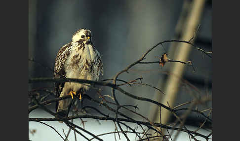 Mäusebussard (Buteo buteo)