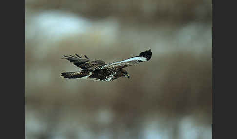 Mäusebussard (Buteo buteo)