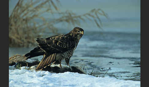 Mäusebussard (Buteo buteo)