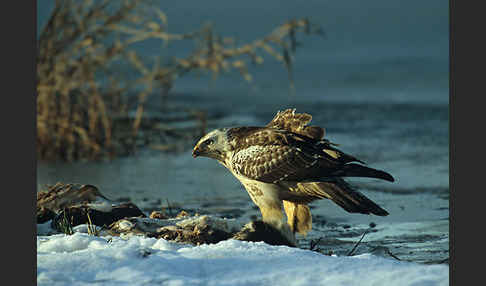 Mäusebussard (Buteo buteo)