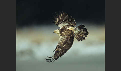 Mäusebussard (Buteo buteo)