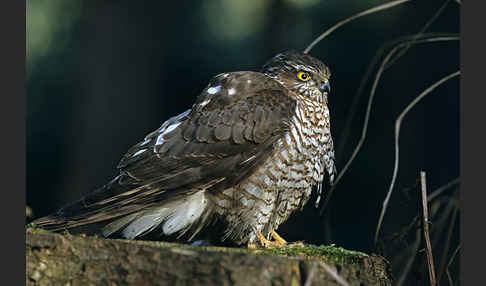 Sperber (Accipiter nisus)